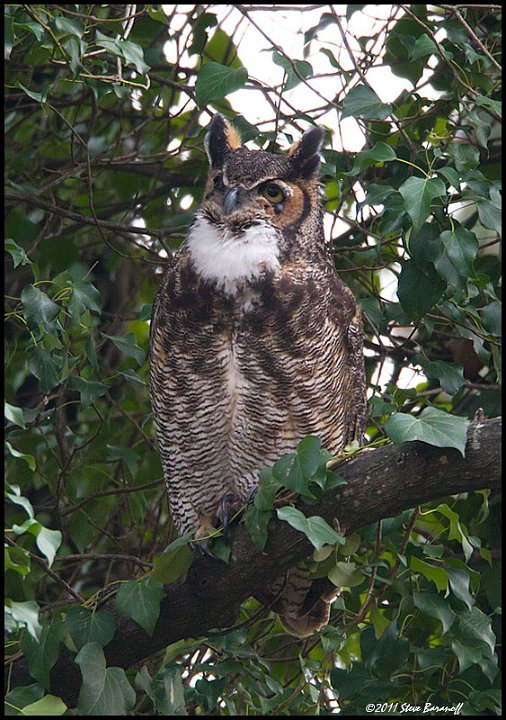 _1SB4407 great-horned owl.jpg